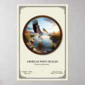 American White Pelican Zoology Series Poster (Voorkant)