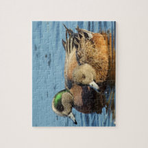 American Widgeon Ducks (Drake en Hen)