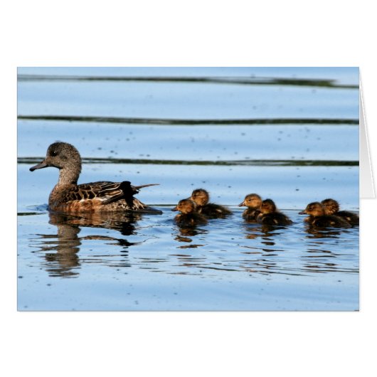 American Wigeon Brood 2 (Voorkant Horizontaal)