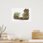 American Woodcock, John Audubon Print (Keuken)