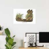American Woodcock, John Audubon Print (Thuiskantoor)
