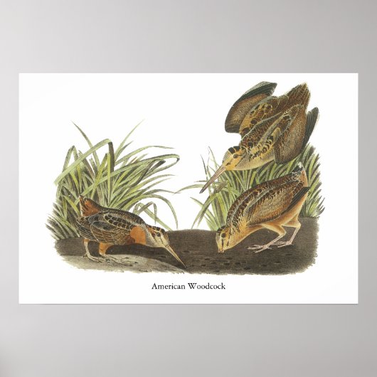 American Woodcock, John Audubon Print (Voorkant)