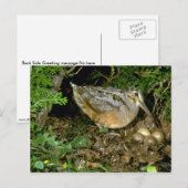American Woodcock met eieren Briefkaart (Voorkant / Achterkant)