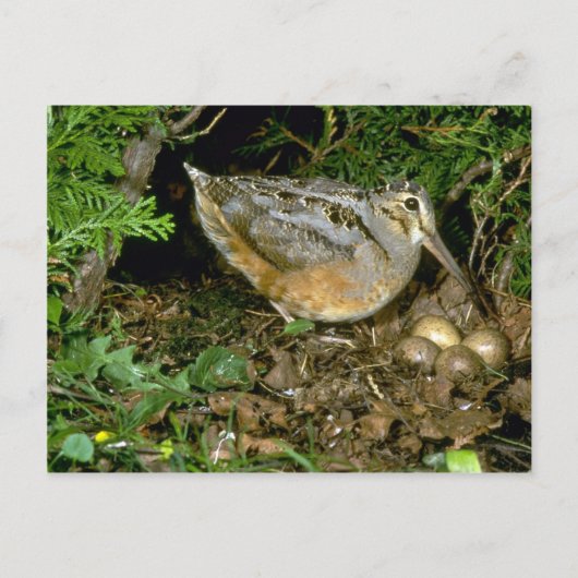 American Woodcock met eieren Briefkaart (Voorkant)