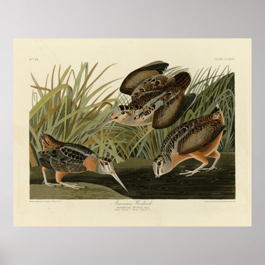 American Woodcock van Audubon's Birds of America Poster (Voorkant)