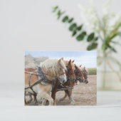 American Work Horse Briefkaart (Staand voorkant)