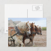 American Work Horse Briefkaart (Voorkant / Achterkant)