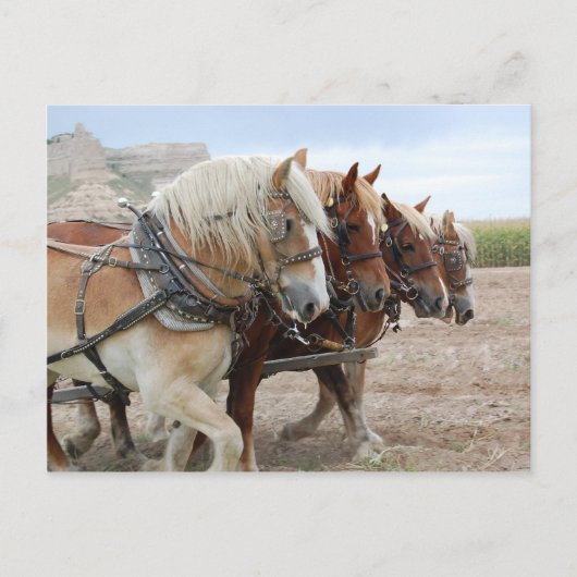 American Work Horse Briefkaart (Voorkant)
