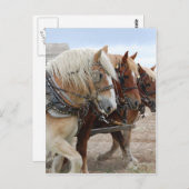 American Work Horse Briefkaart (Voorkant / Achterkant)