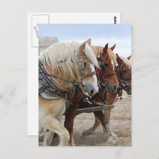 American Work Horse Briefkaart (Voorkant / Achterkant)