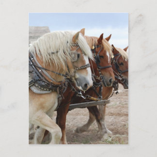 American Work Horse Briefkaart