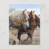 American Work Horse Briefkaart (Voorkant)