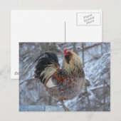 AMERICANA ROOSTER IN WINTERGIFTEN BRIEFKAART (Voorkant / Achterkant)