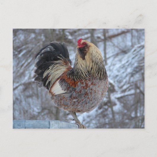 AMERICANA ROOSTER IN WINTERGIFTEN BRIEFKAART (Voorkant)