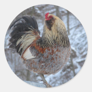 AMERICANA ROOSTER IN WINTERGIFTEN RONDE STICKER