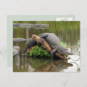 Amerikaans Alligator-Briefkaart Briefkaart (Voorkant / Achterkant)