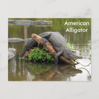 Amerikaans Alligator - Briefkaart leren