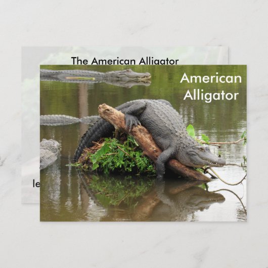 Amerikaans Alligator - Briefkaart leren (Voorkant / Achterkant)