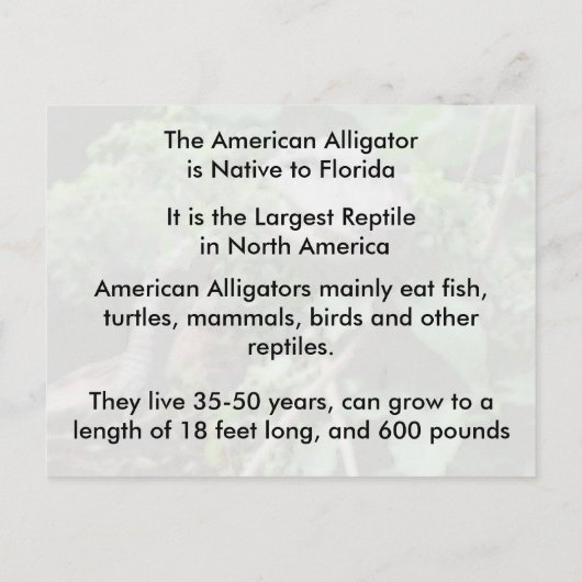 Amerikaans Alligator - Briefkaart leren (Achterkant)