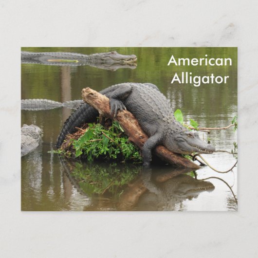 Amerikaans Alligator - Briefkaart leren (Voorkant)