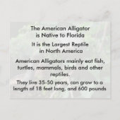 Amerikaans Alligator - Briefkaart leren (Achterkant)