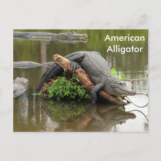 Amerikaans Alligator - Briefkaart leren (Voorkant)