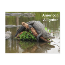 Amerikaans Alligator - Briefkaart leren