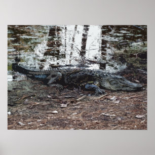 Amerikaans Alligator-Poster Poster