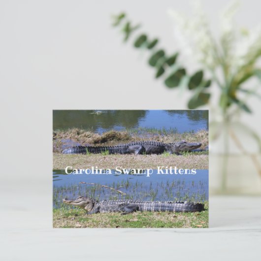 Amerikaans Alligators Briefkaart (Staand voorkant)