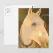 Amerikaans Andalusisch Briefkaart (Voorkant / Achterkant)