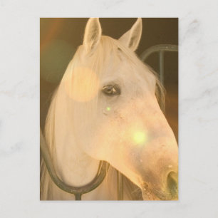 Amerikaans Andalusisch Briefkaart