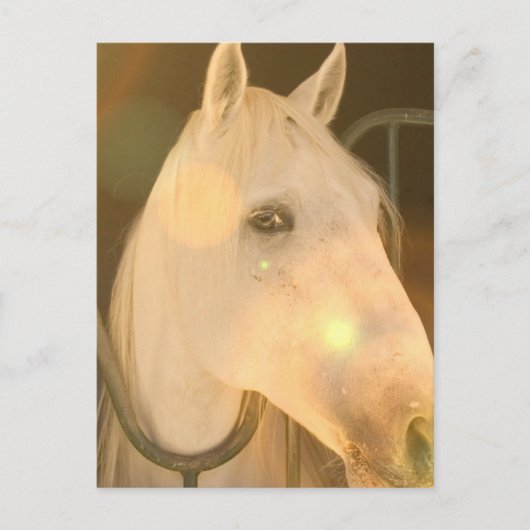 Amerikaans Andalusisch Briefkaart (Voorkant)