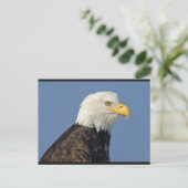 Amerikaans Bald Eagle II Briefkaart (Staand voorkant)