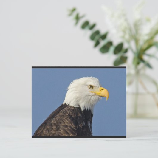 Amerikaans Bald Eagle II Briefkaart (Staand voorkant)