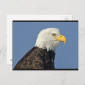 Amerikaans Bald Eagle II Briefkaart (Voorkant / Achterkant)