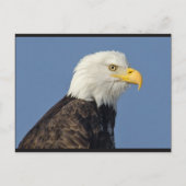 Amerikaans Bald Eagle II Briefkaart (Voorkant)