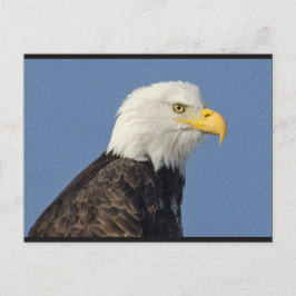 Amerikaans Bald Eagle II Briefkaart