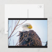 Amerikaans Bald Eagle IV Briefkaart (Voorkant / Achterkant)