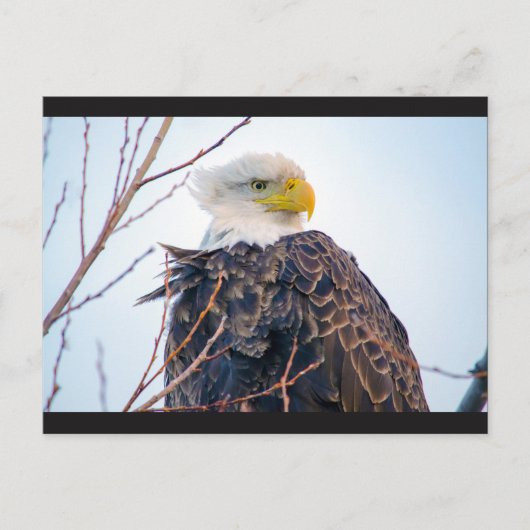 Amerikaans Bald Eagle IV Briefkaart (Voorkant)