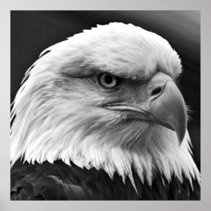 Amerikaans Bald Eagle Motivatie Leadership Poster