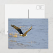 Amerikaans Bald Eagle VI Briefkaart (Voorkant / Achterkant)