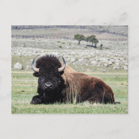 Amerikaans Bison-Briefkaart Briefkaart (Voorkant)