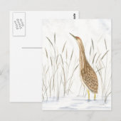 Amerikaans Bittern Briefkaart (Voorkant / Achterkant)