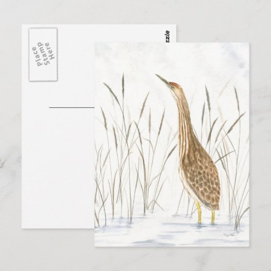 Amerikaans Bittern Briefkaart (Voorkant / Achterkant)
