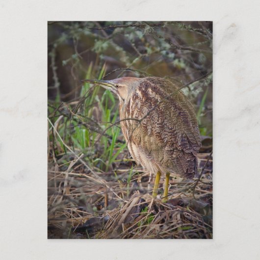 Amerikaans Bittern Briefkaart (Voorkant)