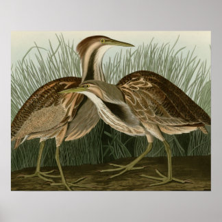 Amerikaans Bittern Poster