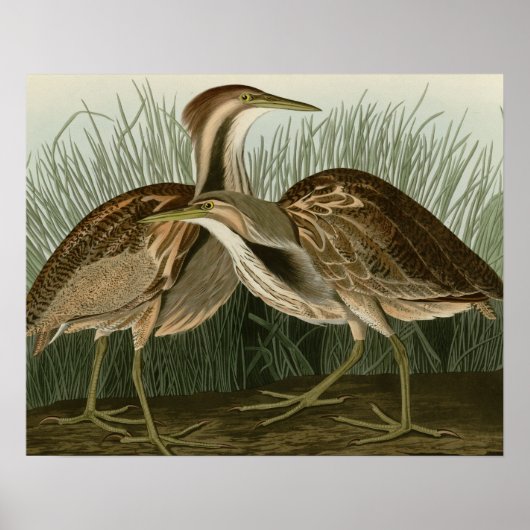 Amerikaans Bittern Poster (Voorkant)
