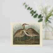 Amerikaans Bittern - van Audubon's Birds of Americ Briefkaart (Staand voorkant)