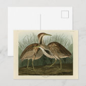 Amerikaans Bittern - van Audubon's Birds of Americ Briefkaart (Voorkant / Achterkant)