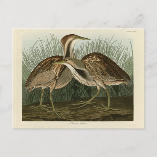 Amerikaans Bittern - van Audubon's Birds of Americ Briefkaart (Voorkant)